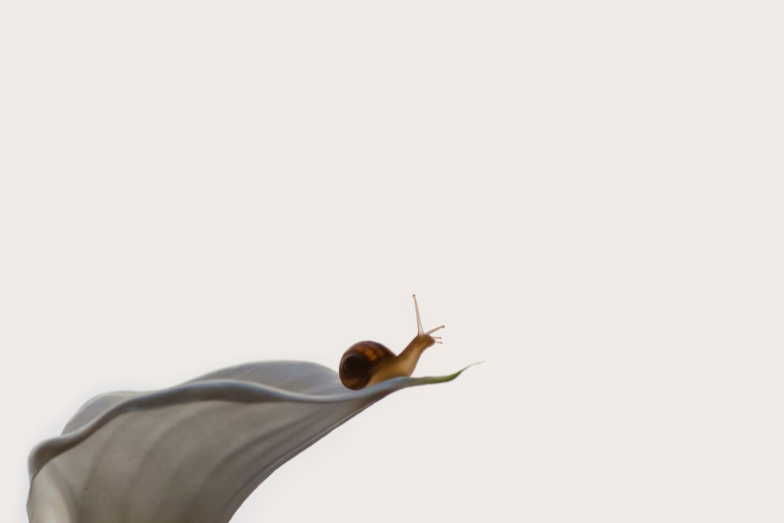 A snail on a leaf representing the Slow Productivity approach.